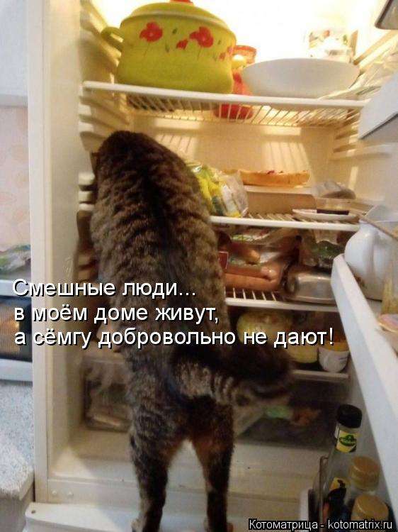 Смешные люди... в моём доме живут, а сёмгу добровольно не дают!... Котоматрица: Смешные люди... в моём доме живут, а сёмгу добровольно не дают!