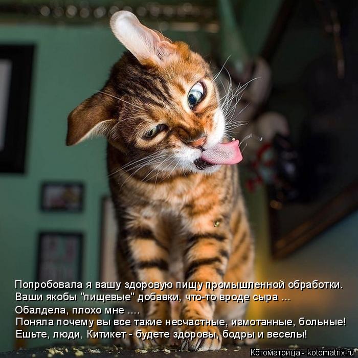Попробовала я вашу здоровую пищу промышленной обработки. Ваши якобы "пищевые" добавки, что-то вроде с... Котоматрица: Попробовала я вашу здоровую пищу промышленной обработки. Ваши якобы "пищевые" добавки, что-то вроде сыра ... Обалдела, плохо мне .... Ешьте, люд?