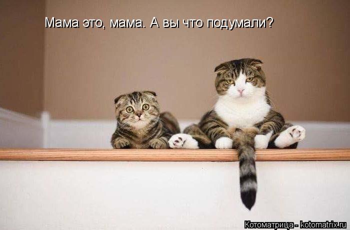 Мама это, мама. А вы что подумали?... Котоматрица: Мама это, мама. А вы что подумали?