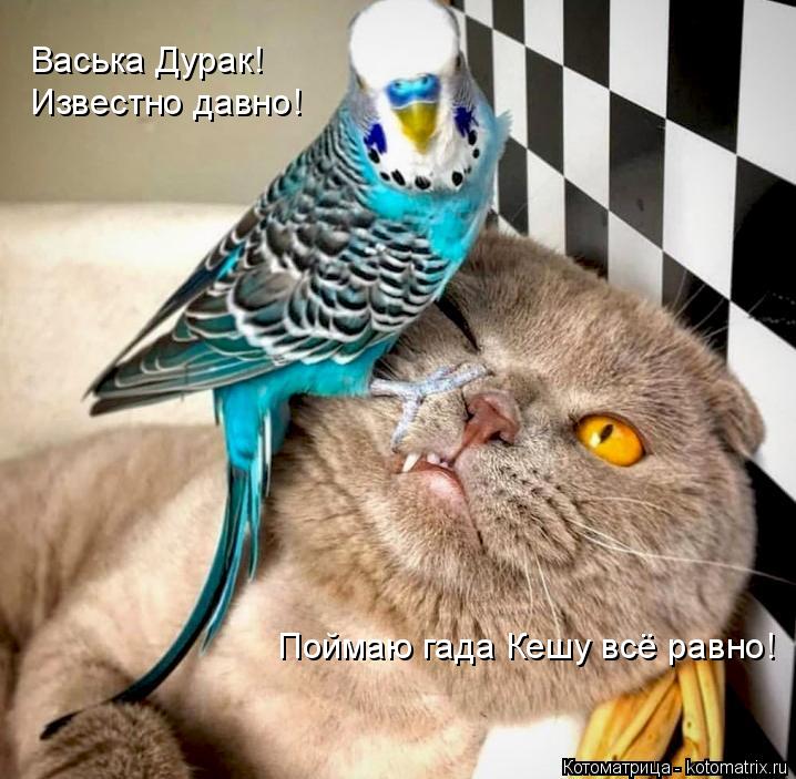 Васька Дурак! Известно давно! Поймаю гада Кешу всё равно!... Котоматрица: Васька Дурак! Известно давно! Поймаю гада Кешу всё равно!