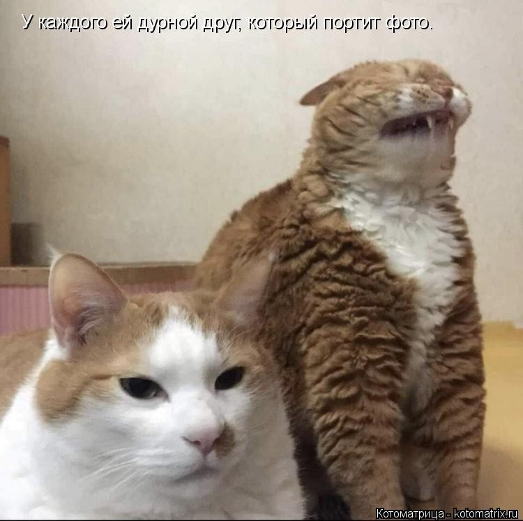 У каждого ей дурной друг, который портит фото.... Котоматрица: У каждого ей дурной друг, который портит фото.