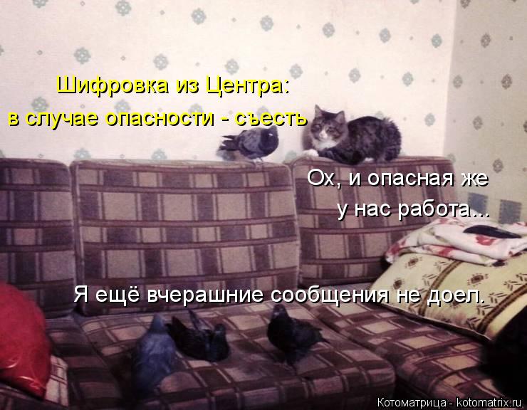 Шифровка из Центра: в случае опасности - съесть Ох, и опасная же у нас работа... Я ещё вчерашние со... Котоматрица: Шифровка из Центра: в случае опасности - съесть Ох, и опасная же у нас работа... Я ещё вчерашние сообщения не доел.