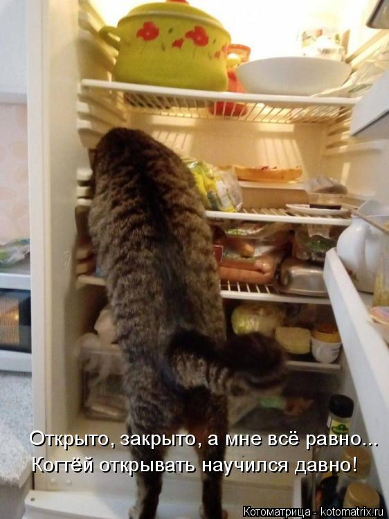 Открыто, закрыто, а мне всё равно... Когтёй открывать научился давно!... Котоматрица: Открыто, закрыто, а мне всё равно... Когтёй открывать научился давно!