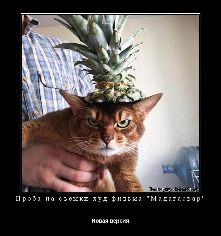 Проба на съёмки худ.фильма "Мадагаскар" Новая версия... Котоматрица: Проба на съёмки худ.фильма "Мадагаскар" Новая версия