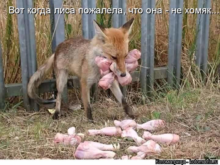 Вот когда лиса пожалела, что она - не хомяк...... Котоматрица: Вот когда лиса пожалела, что она - не хомяк...