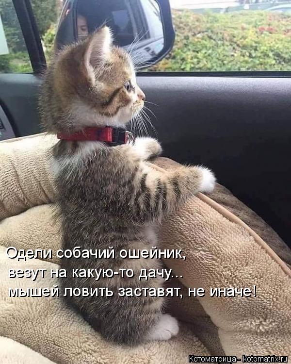 Одели собачий ошейник, везут на какую-то дачу... мышей ловить заставят, не иначе! мышей ловить заст... Котоматрица: Одели собачий ошейник, везут на какую-то дачу... мышей ловить заставят, не иначе! мышей ловить заставят, не иначе!