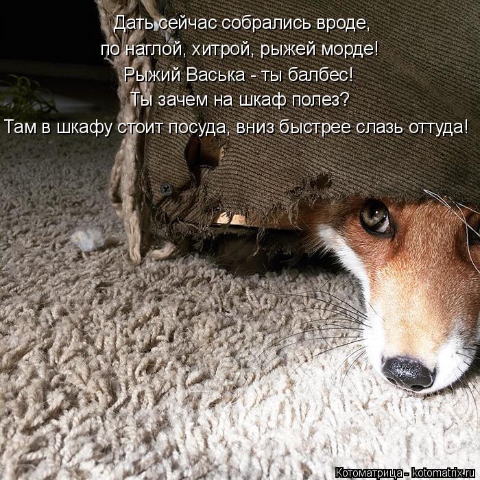 Дать сейчас собрались вроде, по наглой, хитрой, рыжей морде! Рыжий Васька - ты балбес! Ты зачем на шк... Котоматрица: Дать сейчас собрались вроде, по наглой, хитрой, рыжей морде! Рыжий Васька - ты балбес! Ты зачем на шкаф полез? Там в шкафу стоит посуда, вниз бы