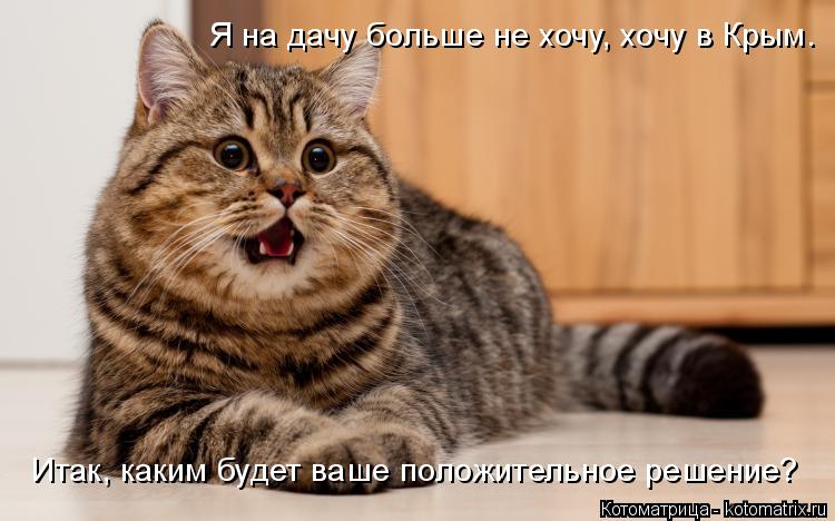 Я на дачу больше не хочу, хочу в Крым. Итак, каким будет ваше положительное решение?... Котоматрица: Я на дачу больше не хочу, хочу в Крым. Итак, каким будет ваше положительное решение?