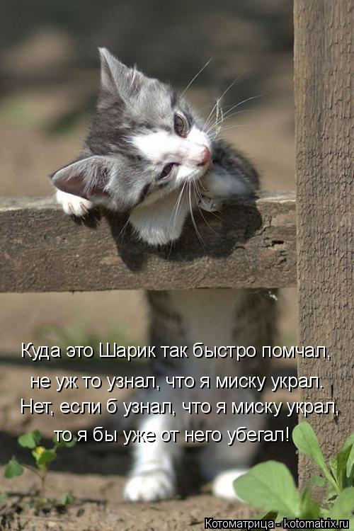 Нет, если б узнал, что я миску украл, то я бы уже от него убегал! Куда это Шарик так быстро помчал, н... Котоматрица: Нет, если б узнал, что я миску украл, то я бы уже от него убегал! Куда это Шарик так быстро помчал, не уж то узнал, что я миску украл.