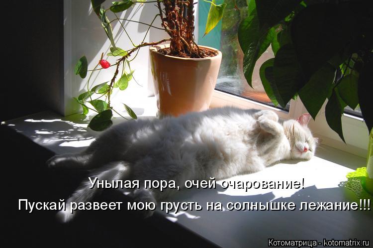 Унылая пора, очей очарование! Пускай развеет мою грусть на солнышке лежание!!!... Котоматрица: Унылая пора, очей очарование! Пускай развеет мою грусть на солнышке лежание!!!