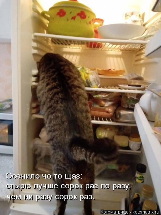 Осенило чо то щаз: стырю лучше сорок раз по разу, чем ни разу сорок раз.... Котоматрица: Осенило чо то щаз: стырю лучше сорок раз по разу, чем ни разу сорок раз.