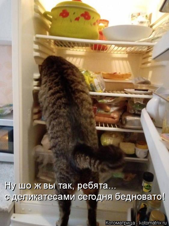 Ну шо ж вы так, ребята... с деликатесами сегодня бедновато!... Котоматрица: Ну шо ж вы так, ребята... с деликатесами сегодня бедновато!