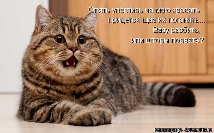 Опять улеглись на мою кровать... придется щаз их погонять... Вазу разбить, или шторы порвать?... Котоматрица: Опять улеглись на мою кровать... придется щаз их погонять... Вазу разбить, или шторы порвать?