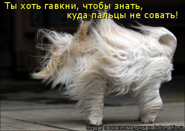 Ты хоть гавкни, чтобы знать, куда пальцы не совать!... Котоматрица: Ты хоть гавкни, чтобы знать, куда пальцы не совать!