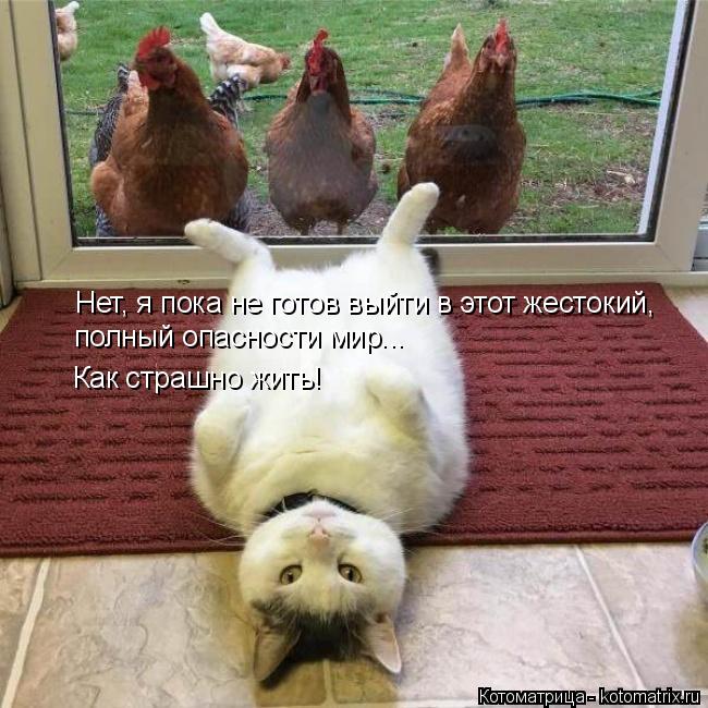 Котоматрица: Нет, я пока не готов выйти в этот жестокий,  полный опасности мир... Как страшно жить!