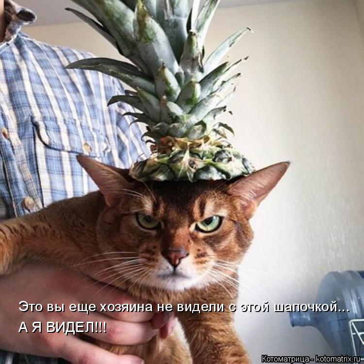 Это вы еще хозяина не видели с этой шапочкой... А Я ВИДЕЛ!!!... Котоматрица: Это вы еще хозяина не видели с этой шапочкой... А Я ВИДЕЛ!!!