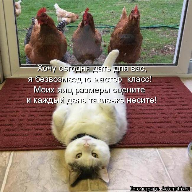 и каждый день такие-же несите! Моих яиц размеры оцените я безвозмездно мастер класс! Хочу сегодня да... Котоматрица: и каждый день такие-же несите! Моих яиц размеры оцените я безвозмездно мастер класс! Хочу сегодня дать для вас,