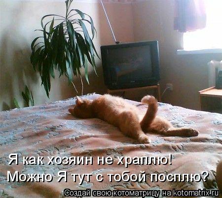 Я как хозяин не храплю! Можно Я тут с тобой посплю?... Котоматрица: Я как хозяин не храплю! Можно Я тут с тобой посплю?