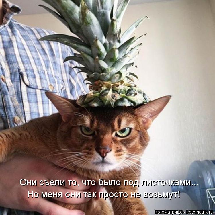 Они съели то, что было под листочками... Но меня они так просто не возьмут!... Котоматрица: Они съели то, что было под листочками... Но меня они так просто не возьмут!