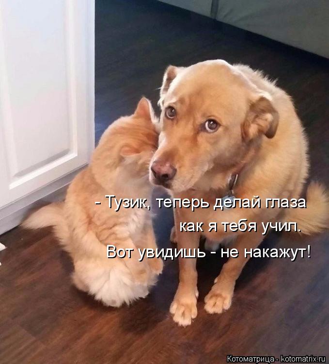 - Тузик, теперь делай глаза Вот увидишь - не накажут! как я тебя учил.... Котоматрица: - Тузик, теперь делай глаза Вот увидишь - не накажут! как я тебя учил.