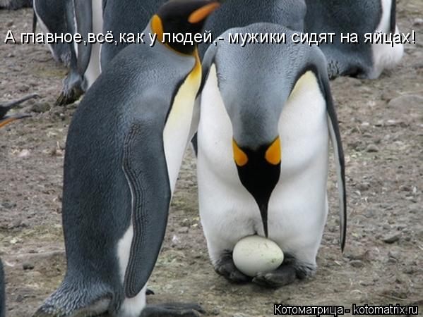 А главное,всё,как у людей,- мужики сидят на яйцах!... Котоматрица: А главное,всё,как у людей,- мужики сидят на яйцах!