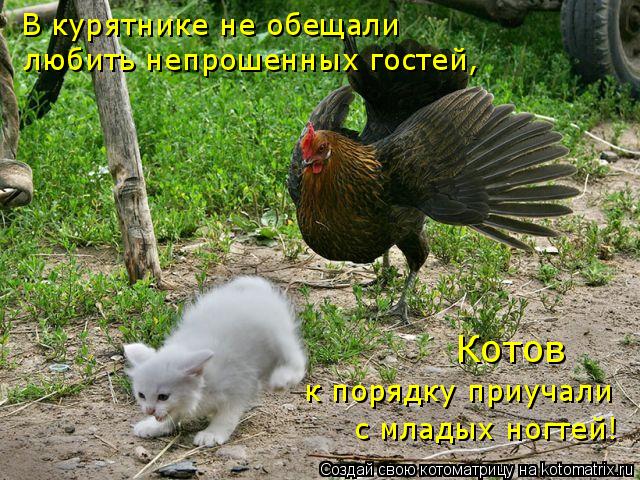 В курятнике не обещали любить непрошенных гостей, с младых ногтей! к порядку приучали Котов... Котоматрица: В курятнике не обещали любить непрошенных гостей, с младых ногтей! к порядку приучали Котов