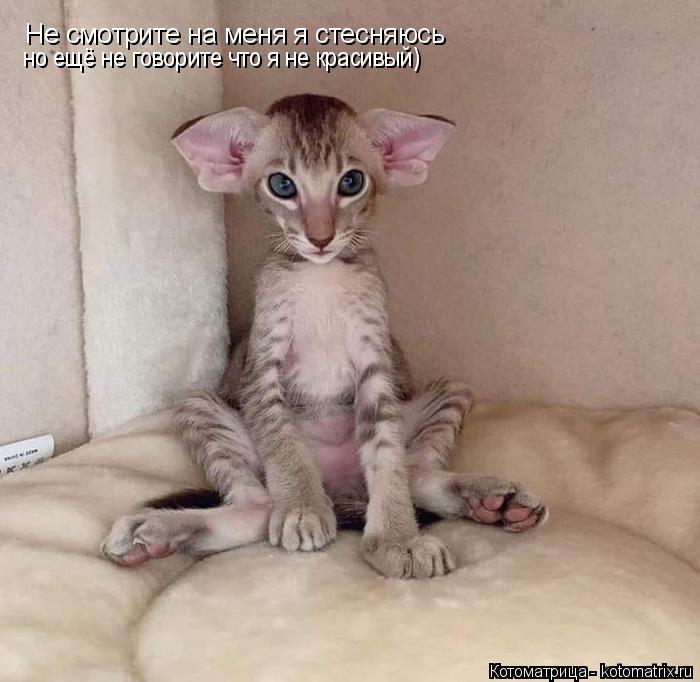Не смотрите на меня я стесняюсь но ещё не говорите что я не красивый)... Котоматрица: Не смотрите на меня я стесняюсь но ещё не говорите что я не красивый)