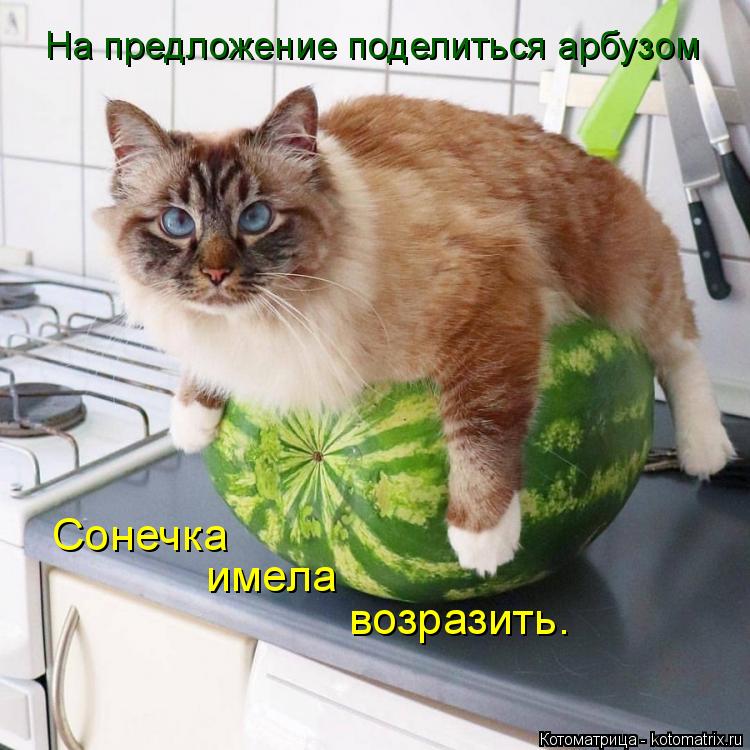 Котоматрица: Сонечка имела возразить. На предложение поделиться арбузом