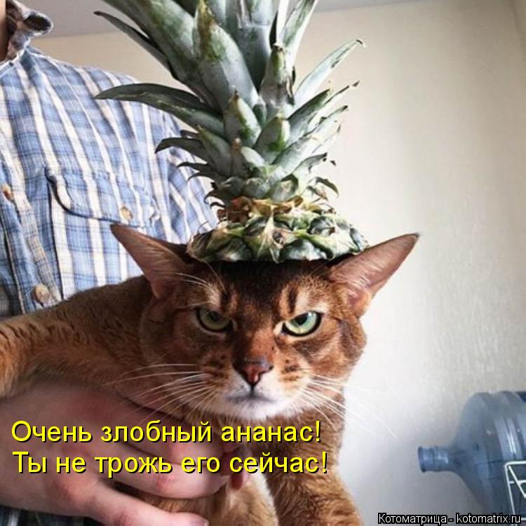 Очень злобный ананас! Ты не трожь его сейчас!... Котоматрица: Очень злобный ананас! Ты не трожь его сейчас!