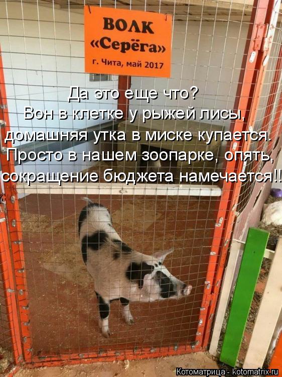 домашняя утка в миске купается. Вон в клетке у рыжей лисы, Да это еще что? сокращение бюджета намеча... Котоматрица: домашняя утка в миске купается. Вон в клетке у рыжей лисы, Да это еще что? сокращение бюджета намечается!! Просто в нашем зоопарке, опять,