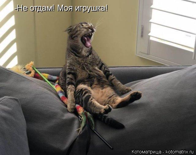 -Не отдам! Моя игрушка!... Котоматрица: -Не отдам! Моя игрушка!