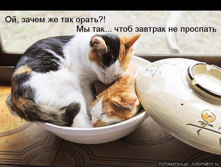 Котоматрица: Ой, зачем же так орать?! Мы так... чтоб завтрак не проспать