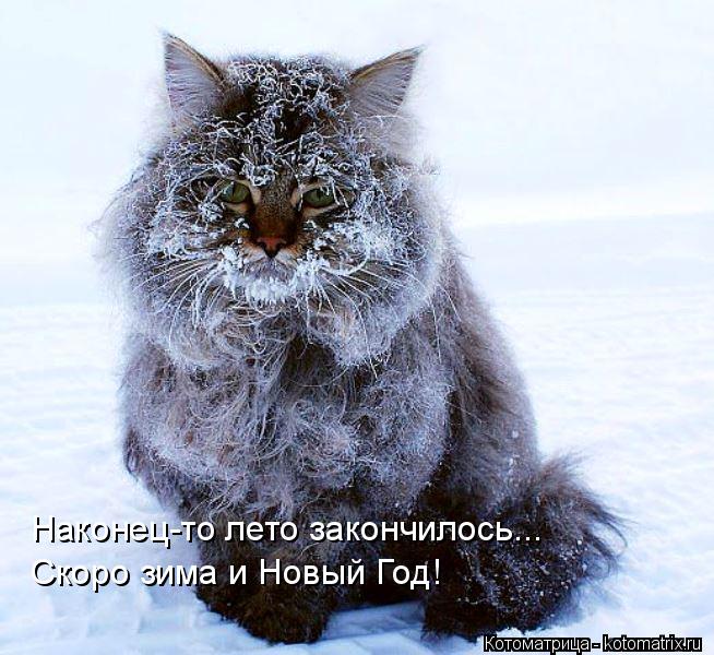 Наконец-то лето закончилось... Скоро зима и Новый Год!... Котоматрица: Наконец-то лето закончилось... Скоро зима и Новый Год!