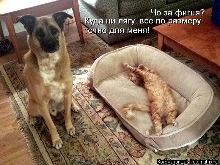 Котоматрица: Чо за фигня? Куда ни лягу, все по размеру  точно для меня!