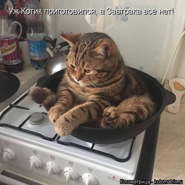 Уж Котик приготовился, а Завтрака всё нет!... Котоматрица: Уж Котик приготовился, а Завтрака всё нет!