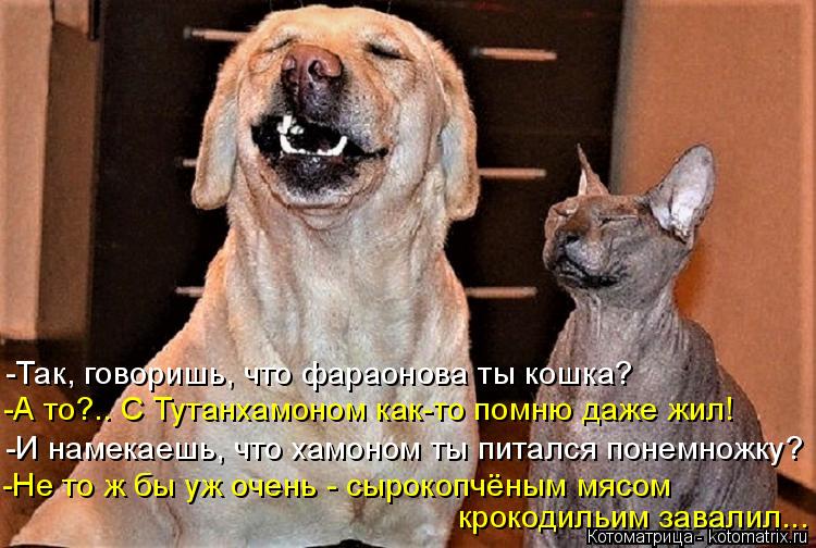 -Так, говоришь, что фараонова ты кошка? -И намекаешь, что хамоном ты питался понемножку? -Не то ж бы ... Котоматрица: -Так, говоришь, что фараонова ты кошка? -И намекаешь, что хамоном ты питался понемножку? -Не то ж бы уж очень - сырокопчёным мясом крокодильим ?
