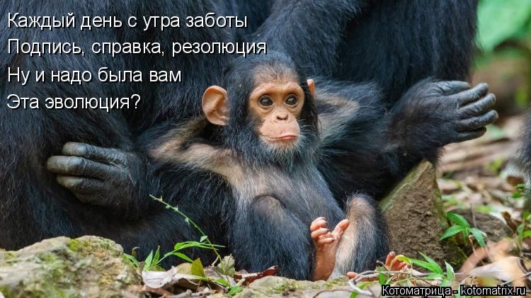 Котоматрица: Каждый день с утра заботы Подпись, справка, резолюция Ну и надо была вам Эта эволюция?