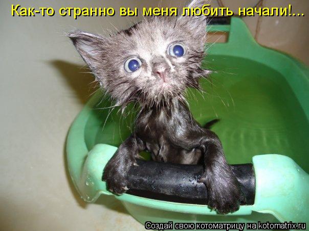 Как-то странно вы меня любить начали!...... Котоматрица: Как-то странно вы меня любить начали!...