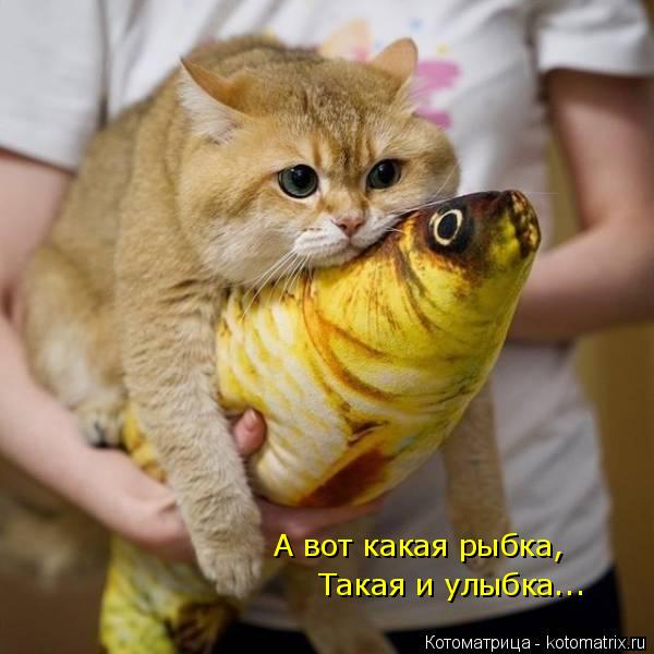 А вот какая рыбка, Такая и улыбка...... Котоматрица: А вот какая рыбка, Такая и улыбка...