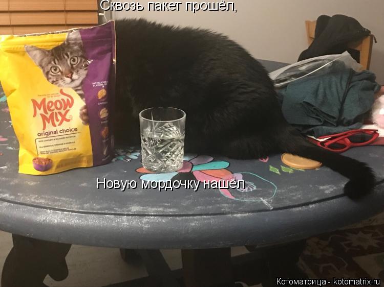 Сквозь пакет прошёл, Новую мордочку нашёл... Котоматрица: Сквозь пакет прошёл, Новую мордочку нашёл