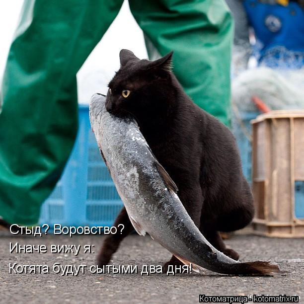 Стыд? Воровство? Иначе вижу я: Котята будут сытыми два дня!... Котоматрица: Стыд? Воровство? Иначе вижу я: Котята будут сытыми два дня!