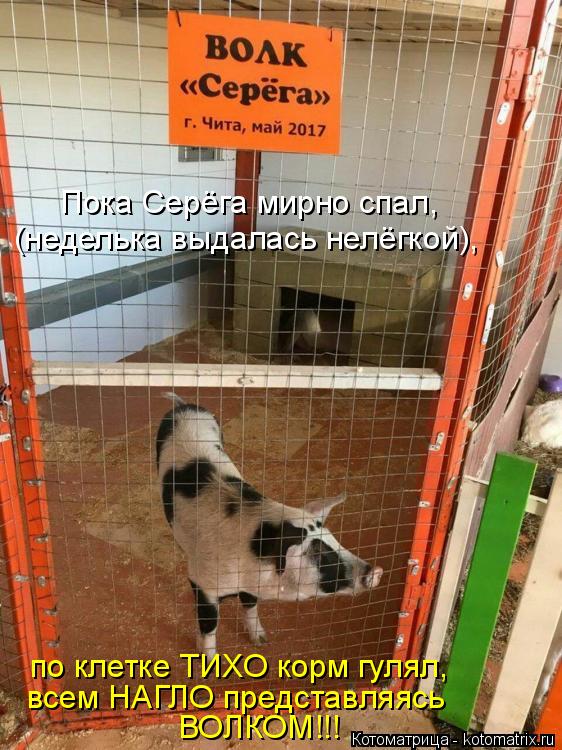 Пока Серёга мирно спал, (неделька выдалась нелёгкой), по клетке ТИХО корм гулял, всем НАГЛО представ... Котоматрица: Пока Серёга мирно спал, (неделька выдалась нелёгкой), по клетке ТИХО корм гулял, всем НАГЛО представляясь ВОЛКОМ!!!