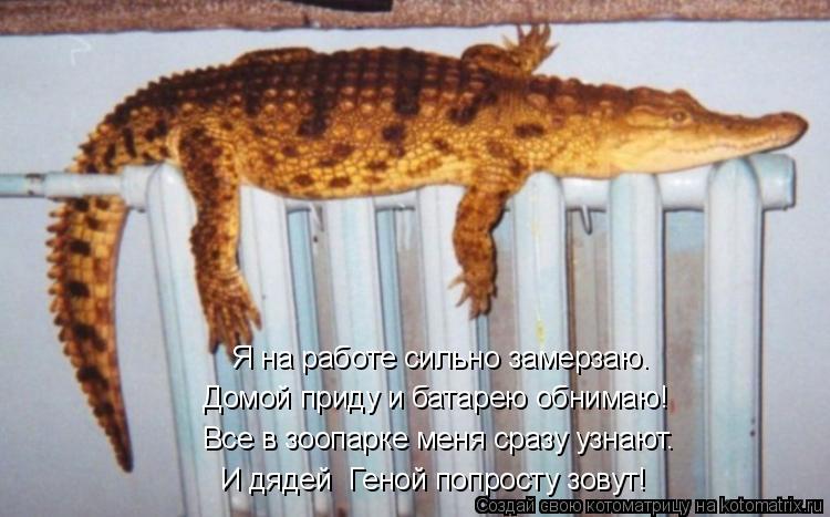 Я на работе сильно замерзаю. Домой приду и батарею обнимаю! Все в зоопарке меня сразу узнают. И дядей... Котоматрица: Я на работе сильно замерзаю. Домой приду и батарею обнимаю! Все в зоопарке меня сразу узнают. И дядей Геной попросту зовут!
