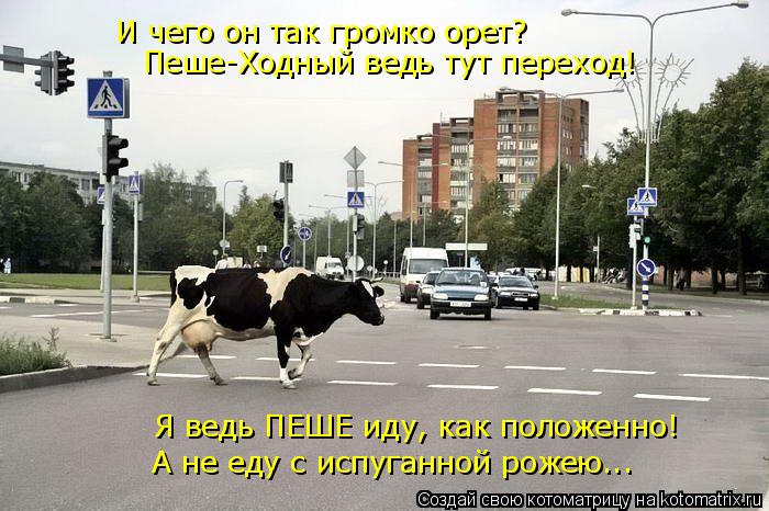 И чего он так громко орет? Пеше-Ходный ведь тут переход! Я ведь ПЕШЕ иду, как положенно! А не еду с и... Котоматрица: И чего он так громко орет? Пеше-Ходный ведь тут переход! Я ведь ПЕШЕ иду, как положенно! А не еду с испуганной рожею...