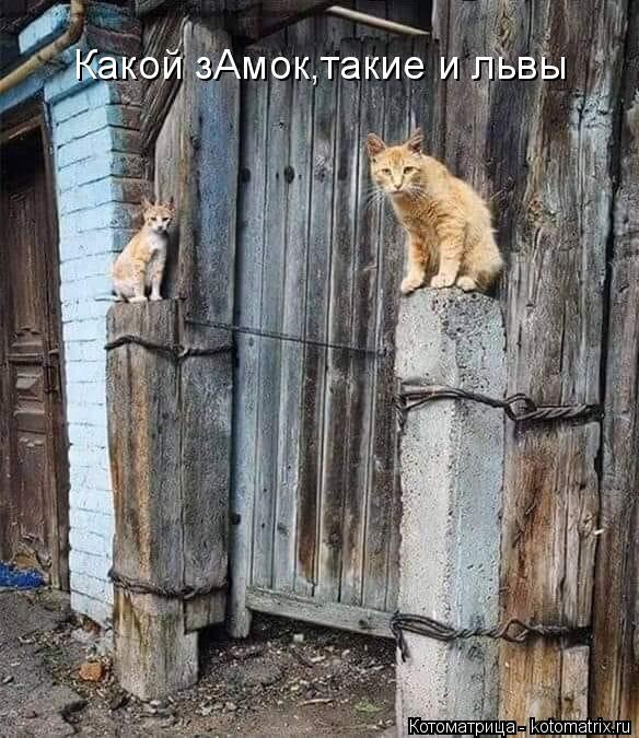 Котоматрица: Какой зАмок,такие и львы