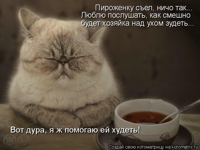 Пироженку съел, ничо так... Люблю послушать, как смешно будет хозяйка над ухом зудеть... Вот дура, я ... Котоматрица: Пироженку съел, ничо так... Люблю послушать, как смешно будет хозяйка над ухом зудеть... Вот дура, я ж помогаю ей худеть!