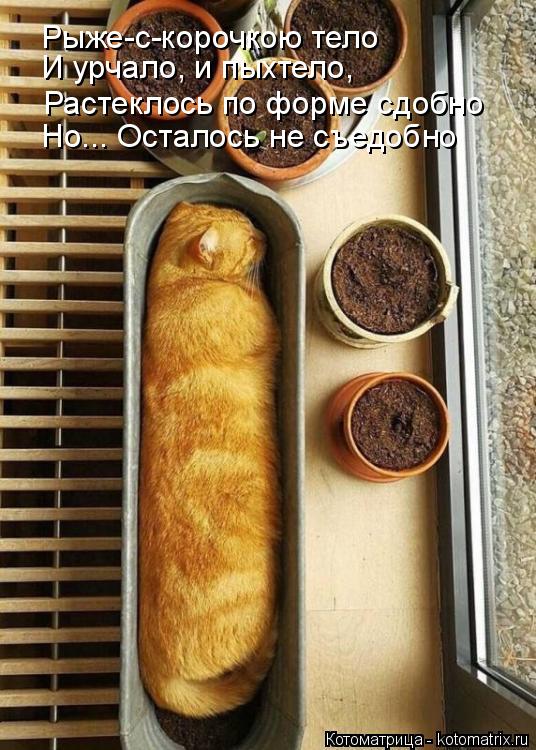 Рыже-с-корочкою тело И урчало, и пыхтело, Но... Осталось не съедобно Растеклось по форме сдобно... Котоматрица: Рыже-с-корочкою тело И урчало, и пыхтело, Но... Осталось не съедобно Растеклось по форме сдобно