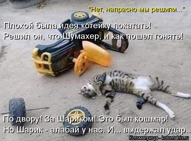"Нет, напрасно мы решили..." Плохой была идея котейку покатать! Решил он, что Шумахер, и как пошел го... Котоматрица: "Нет, напрасно мы решили..." Плохой была идея котейку покатать! Решил он, что Шумахер, и как пошел гонять! По двору! За Шариком! Это был кошмар! Н