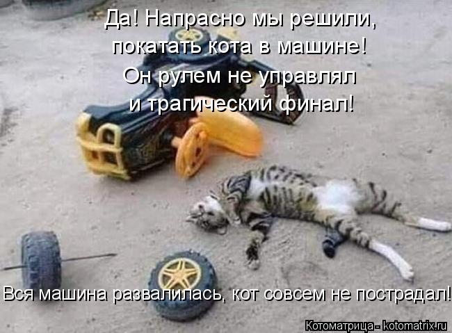 Да! Напрасно мы решили, покатать кота в машине! Он рулем не управлял и трагический финал! Вся машина... Котоматрица: Да! Напрасно мы решили, покатать кота в машине! Он рулем не управлял и трагический финал! Вся машина развалилась, кот совсем не пострадал!