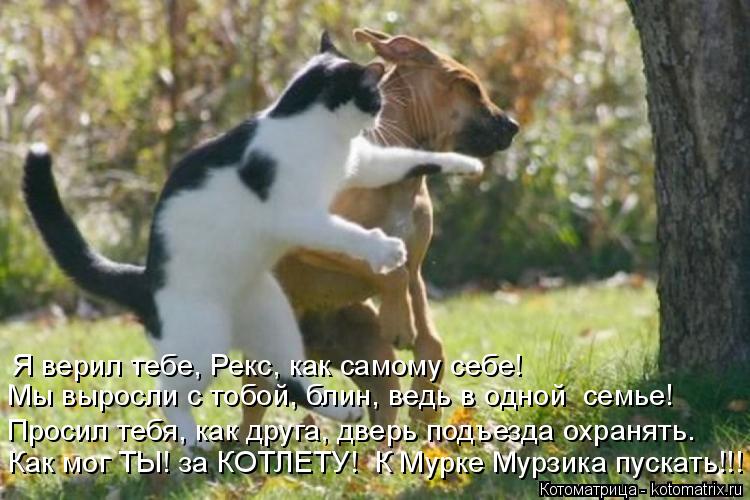 Мы выросли с тобой, блин, ведь в одной семье! Я верил тебе, Рекс, как самому себе! Просил тебя, как ... Котоматрица: Мы выросли с тобой, блин, ведь в одной семье! Я верил тебе, Рекс, как самому себе! Просил тебя, как друга, дверь подъезда охранять. Как мог ТЫ! з